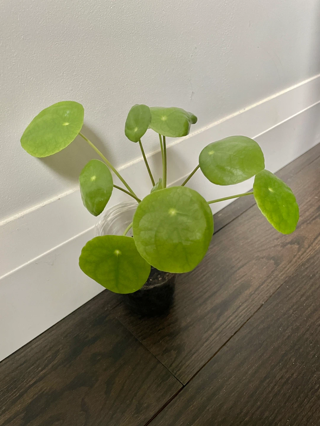 Pilea Peperomioides (Chinese Money Plant)