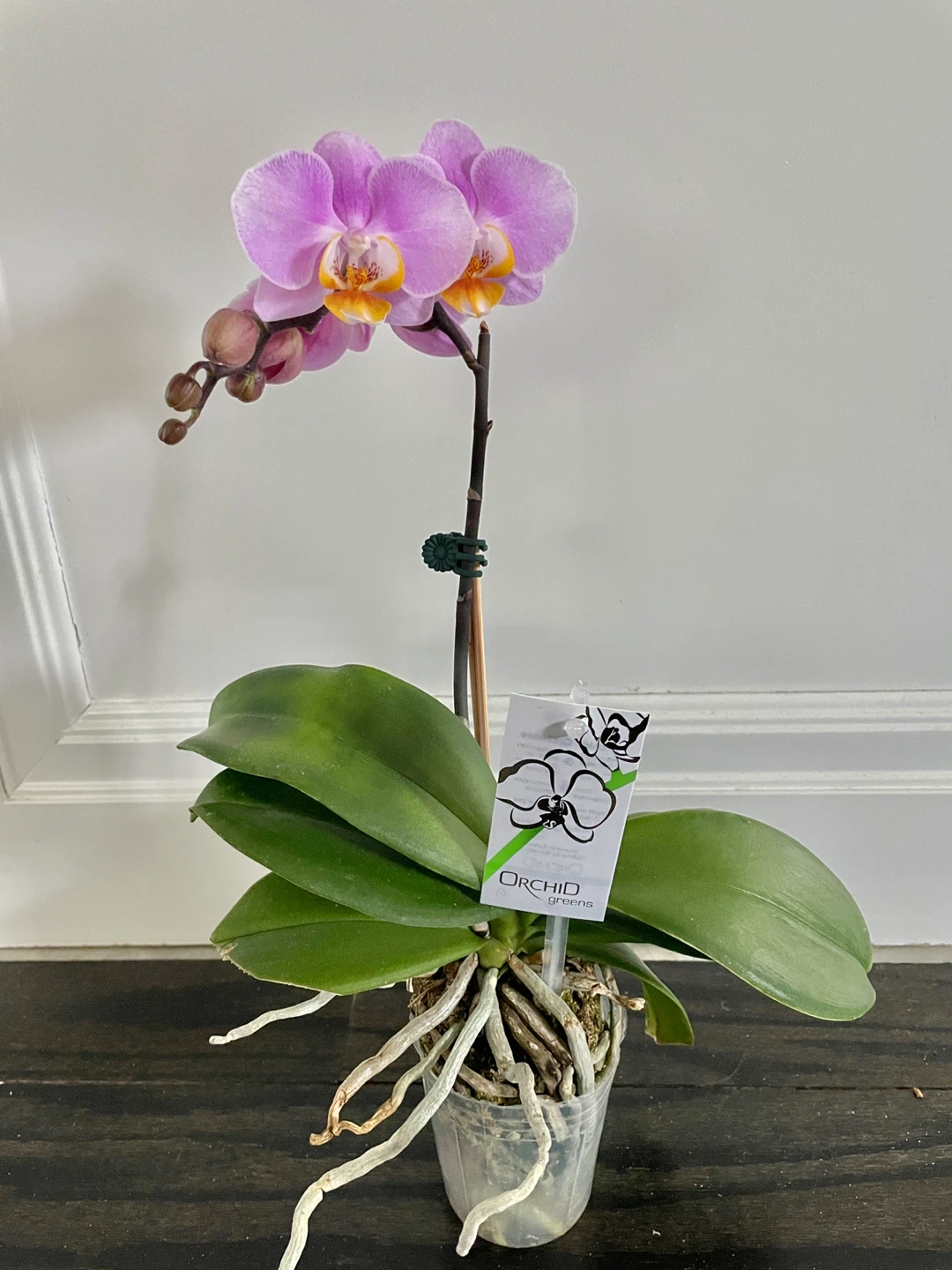 Pink Orchid Plant