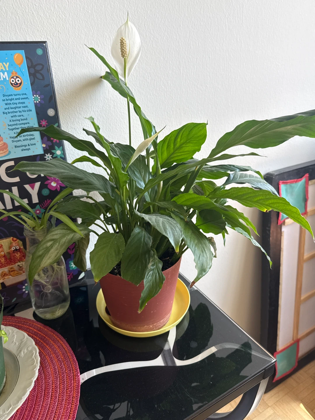 Peace Lily Plant with White Flower