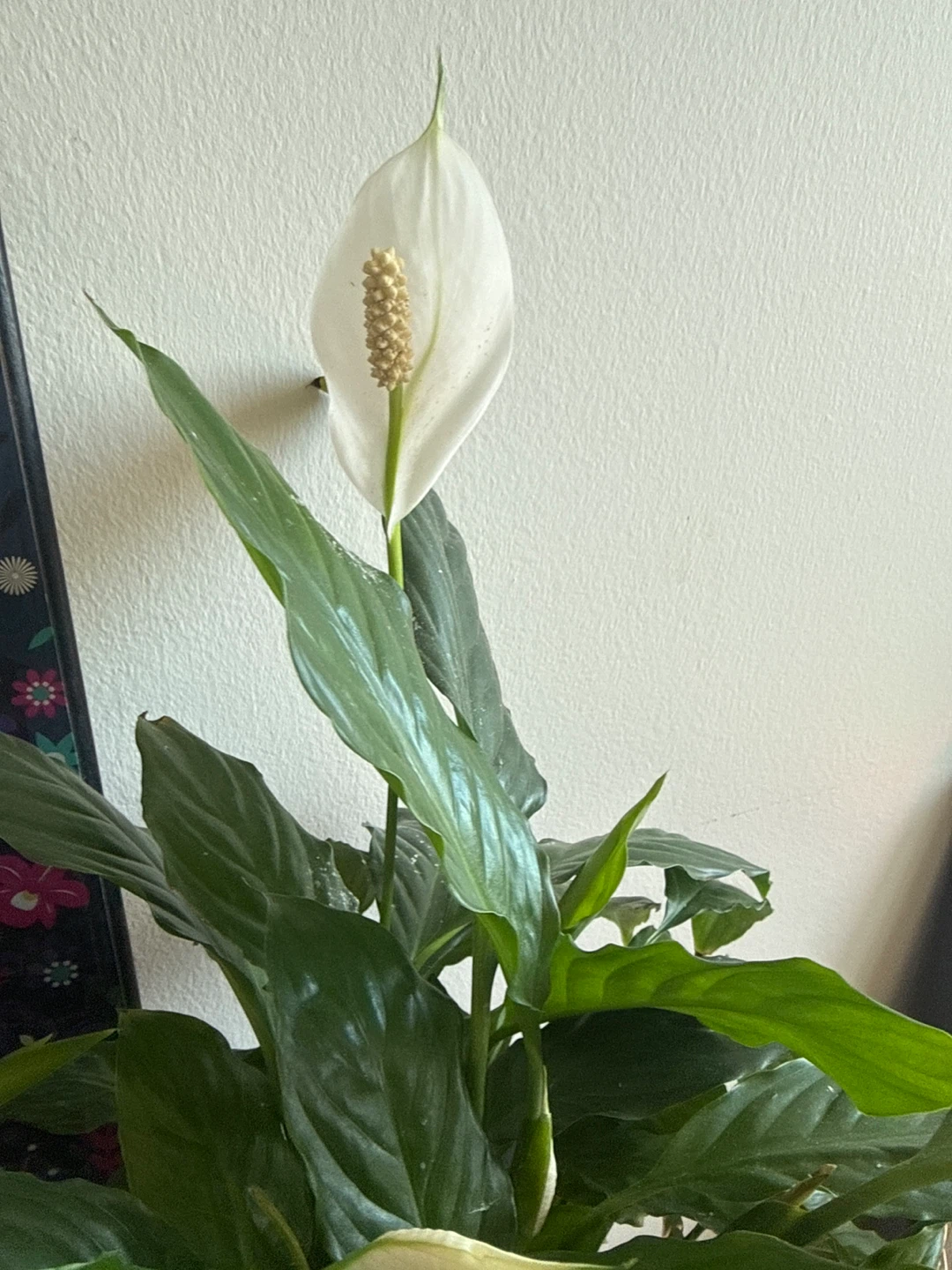 Peace Lily Plant with White Flower - photo 3