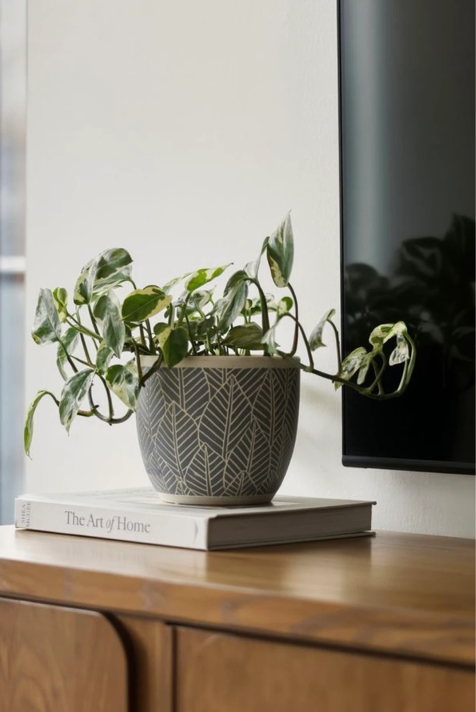 Pothos AND pot