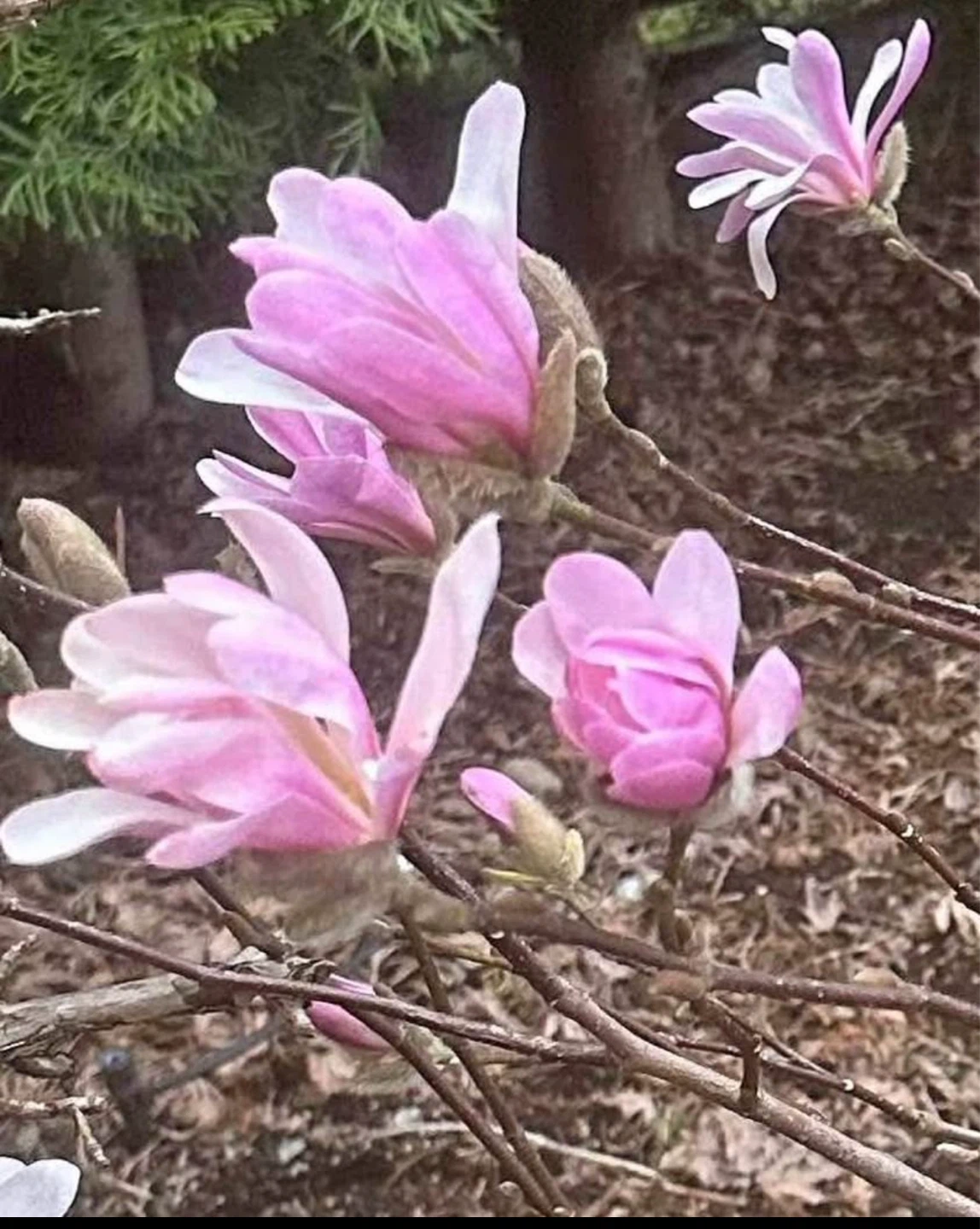 Magnolia 'Leonard Messel' Potted Plant
