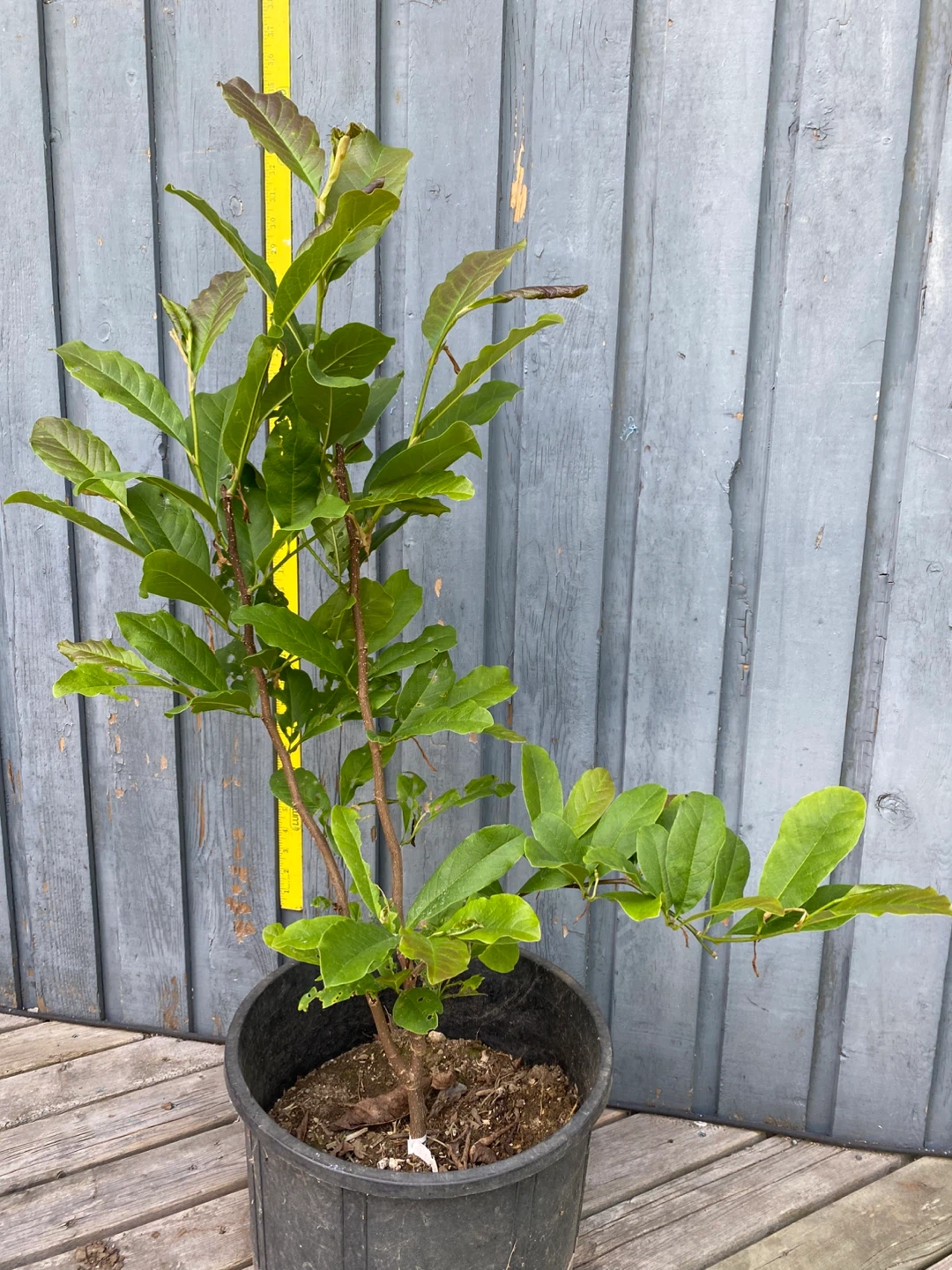 Magnolia 'Leonard Messel' Potted Plant - photo 3