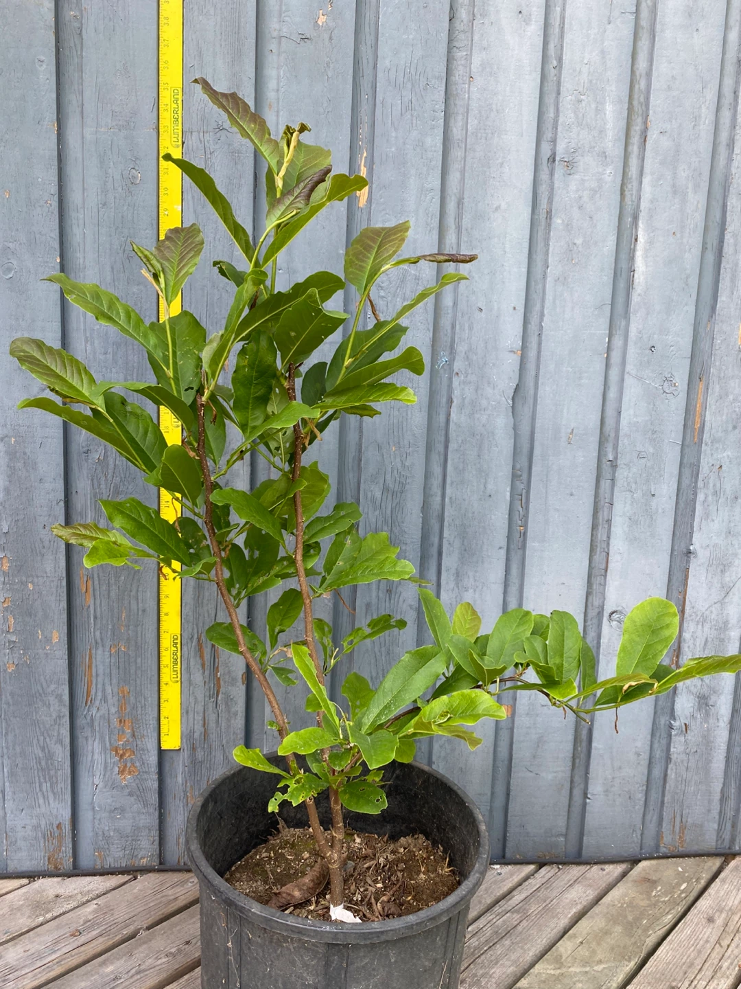 Magnolia 'Leonard Messel' Potted Plant - photo 5