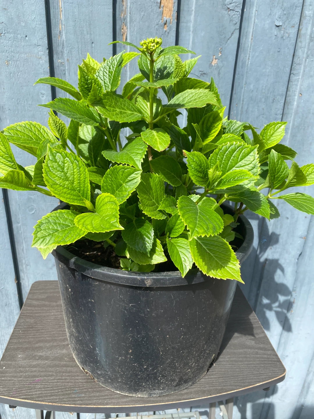 Hydrangea Plant in Black Pot - photo 3