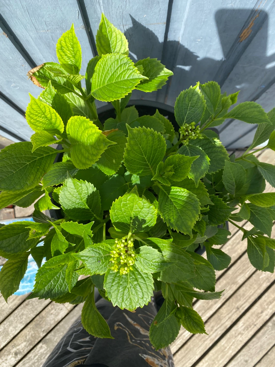 Hydrangea Plant in Black Pot - photo 2