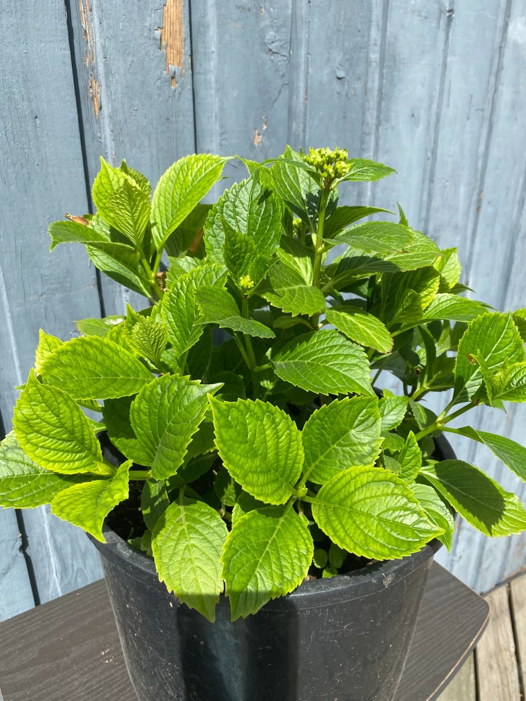 Hydrangea Plant in Black Pot