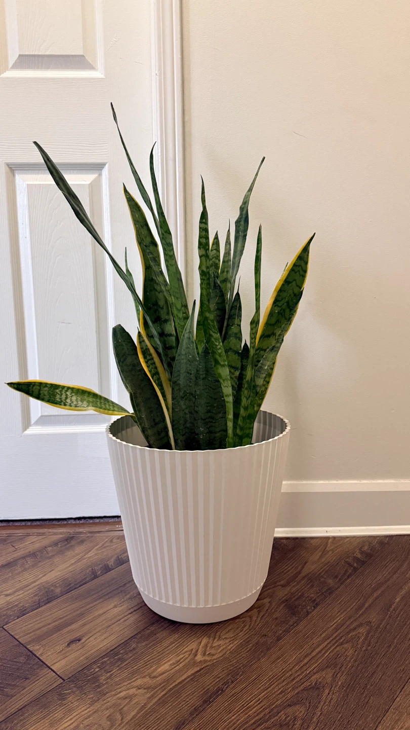 Snake Plant in Striped Pot