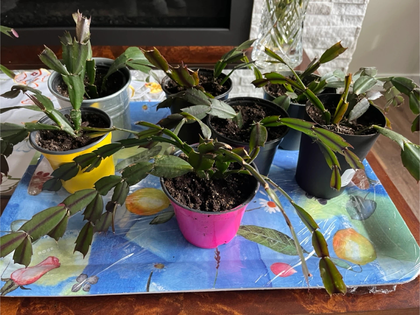 Christmas cactus - photo 2