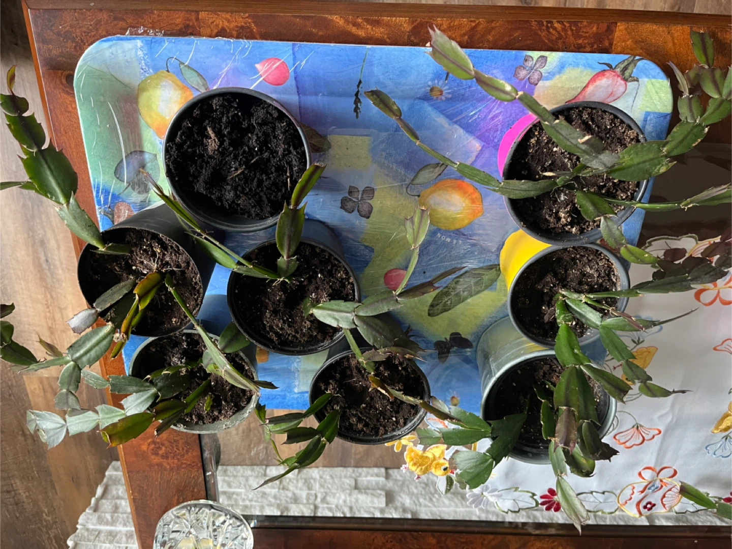 Christmas cactus - photo 4