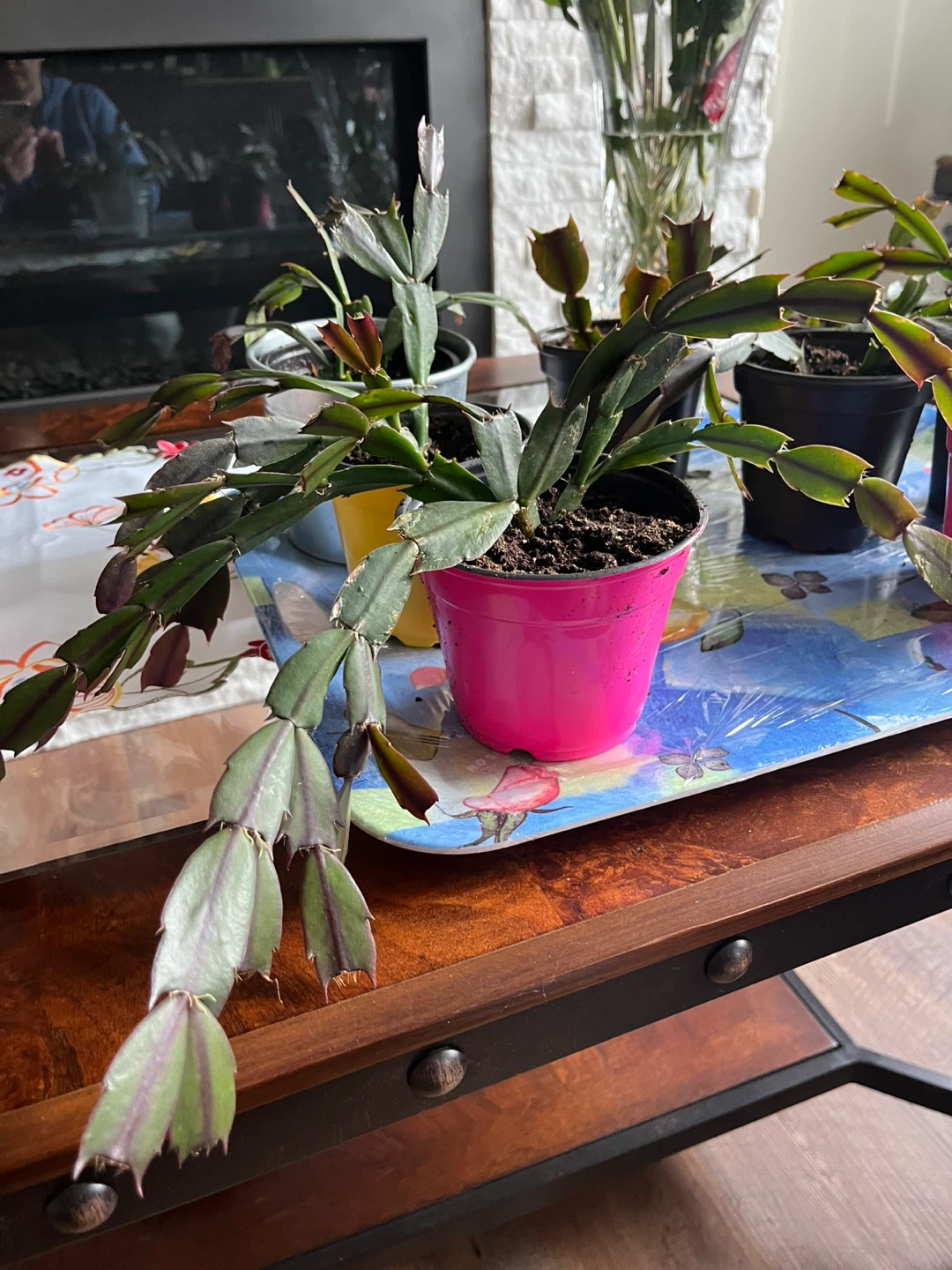 Christmas cactus - photo 3