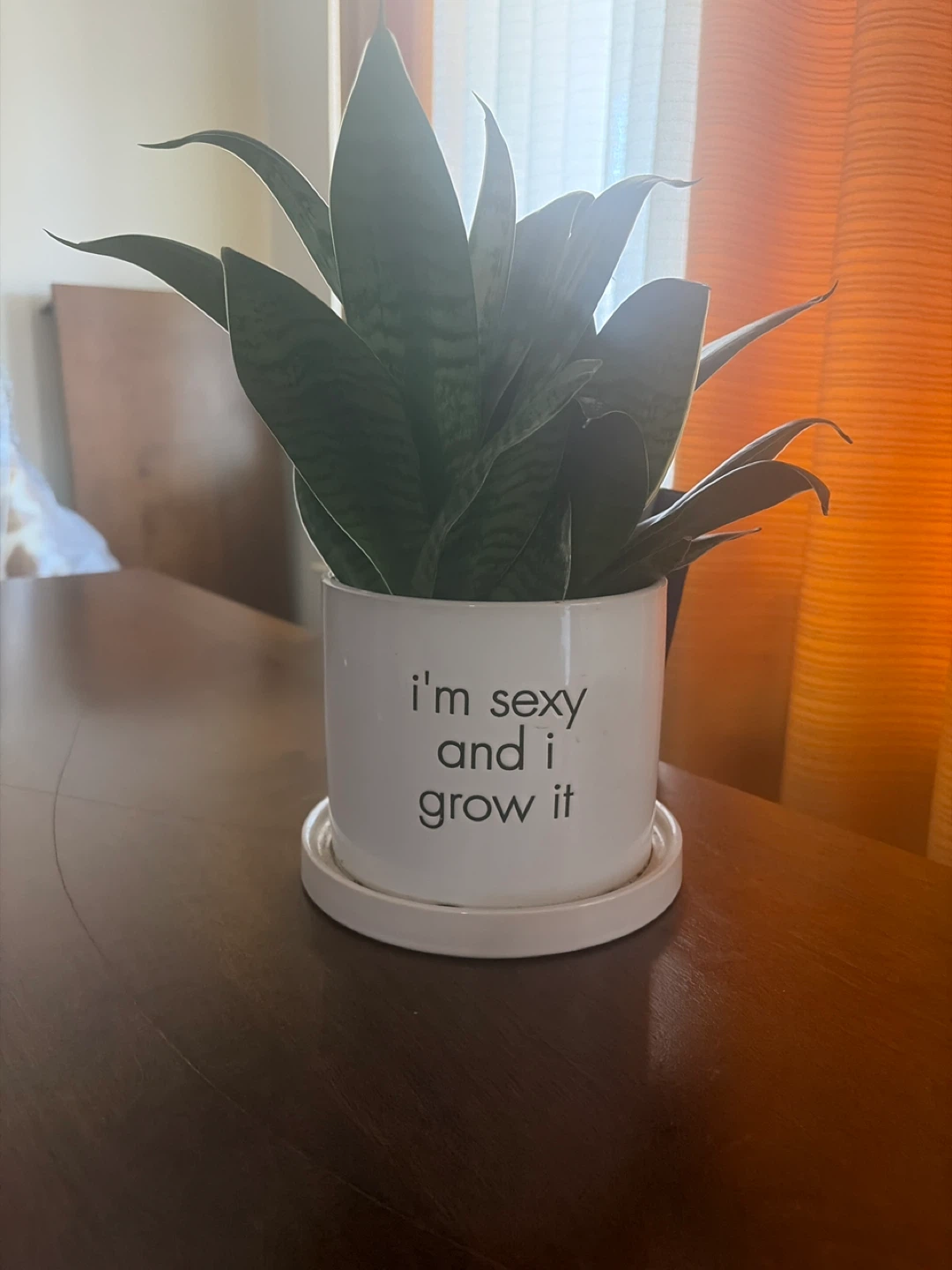 Snake Plant in "I'm Sexy and I Grow It" Pot