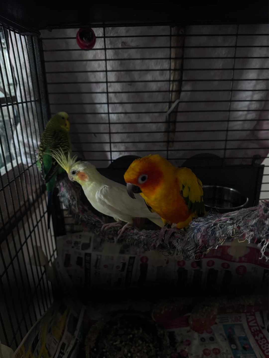 Three Pet Birds in Cage