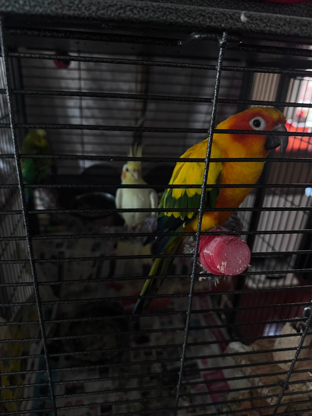 Three Pet Birds in Cage - photo 2