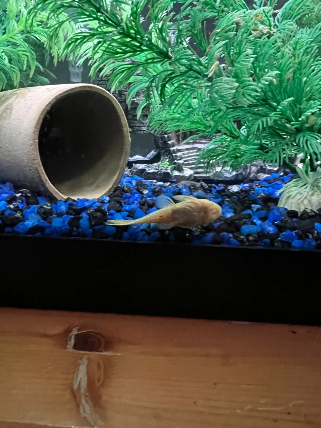 Fish - photo 2