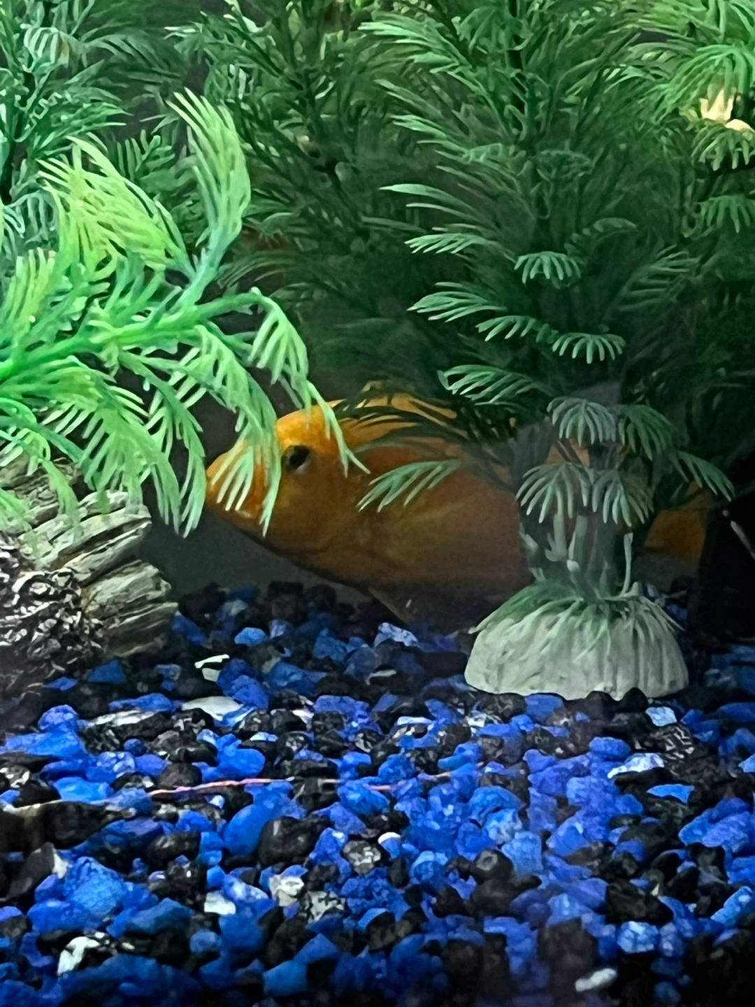 Fish - photo 3