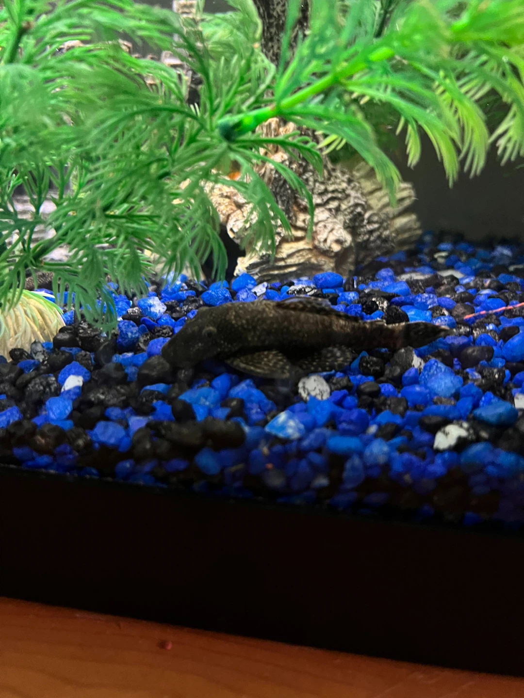 Fish