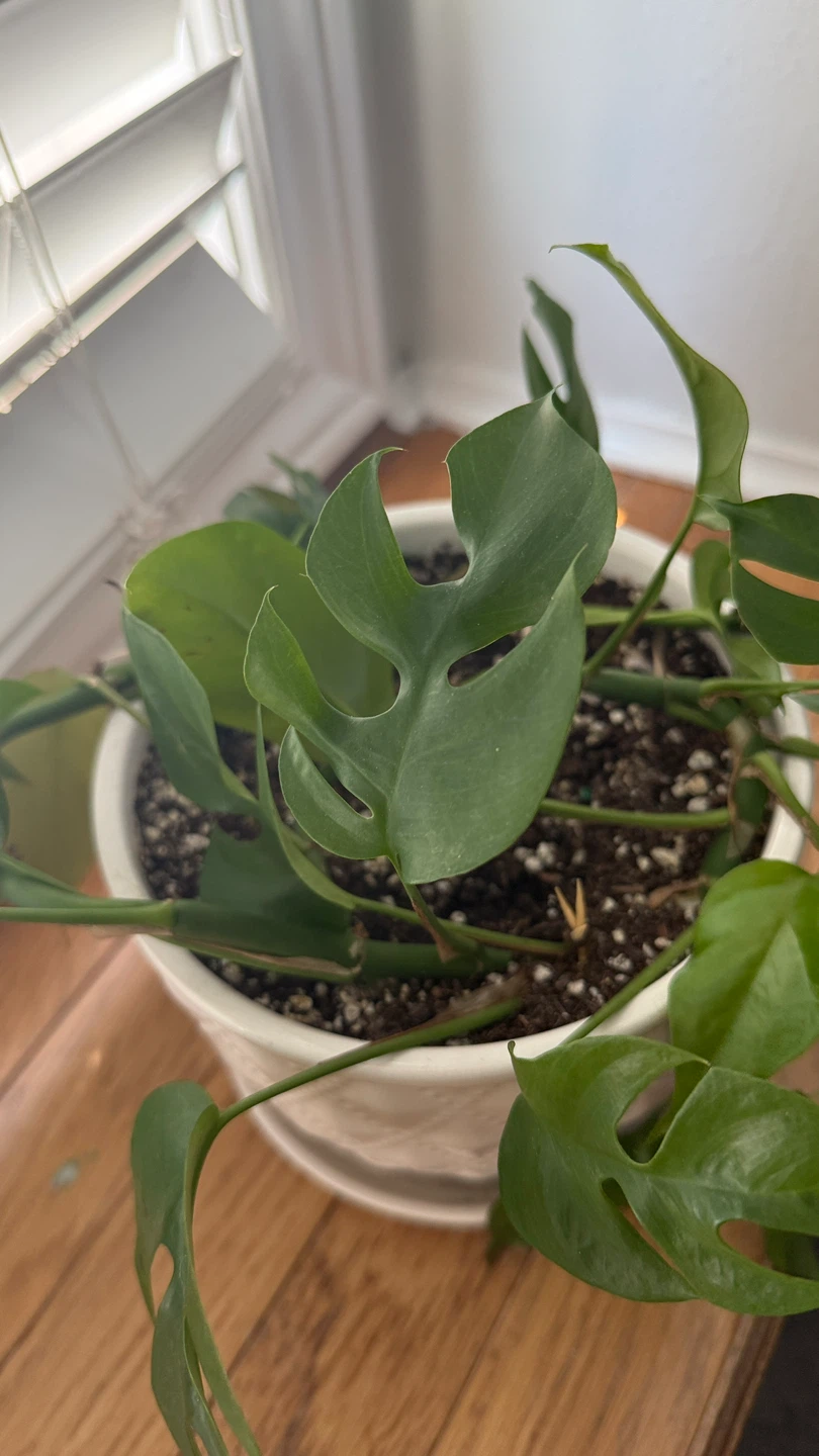 Monstera Adansonii Plant in White Quilted Pot - photo 3