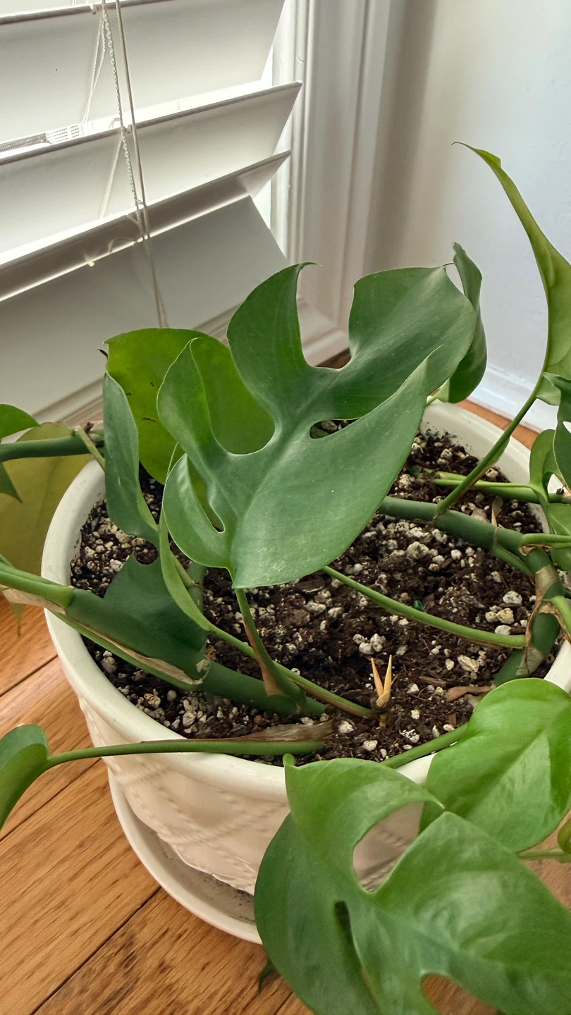 Monstera Adansonii Plant in White Quilted Pot - photo 4