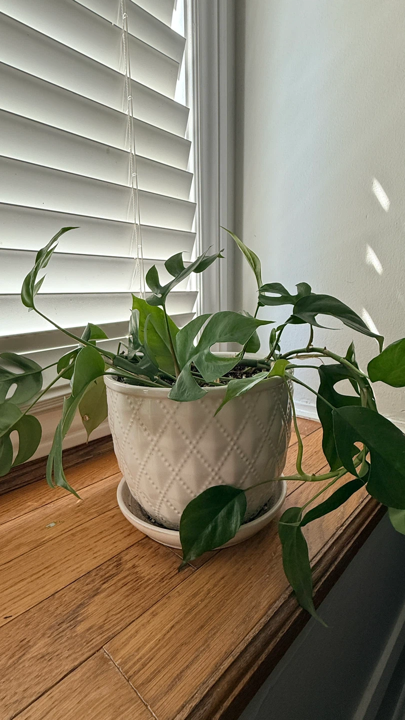 Monstera Adansonii Plant in White Quilted Pot