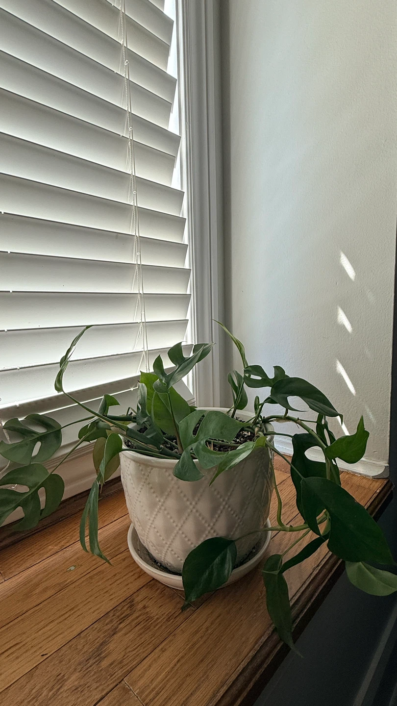 Monstera Adansonii Plant in White Quilted Pot - photo 2