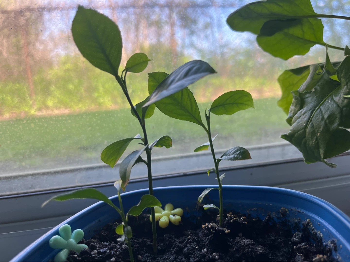 Lemon Tree Seedlings