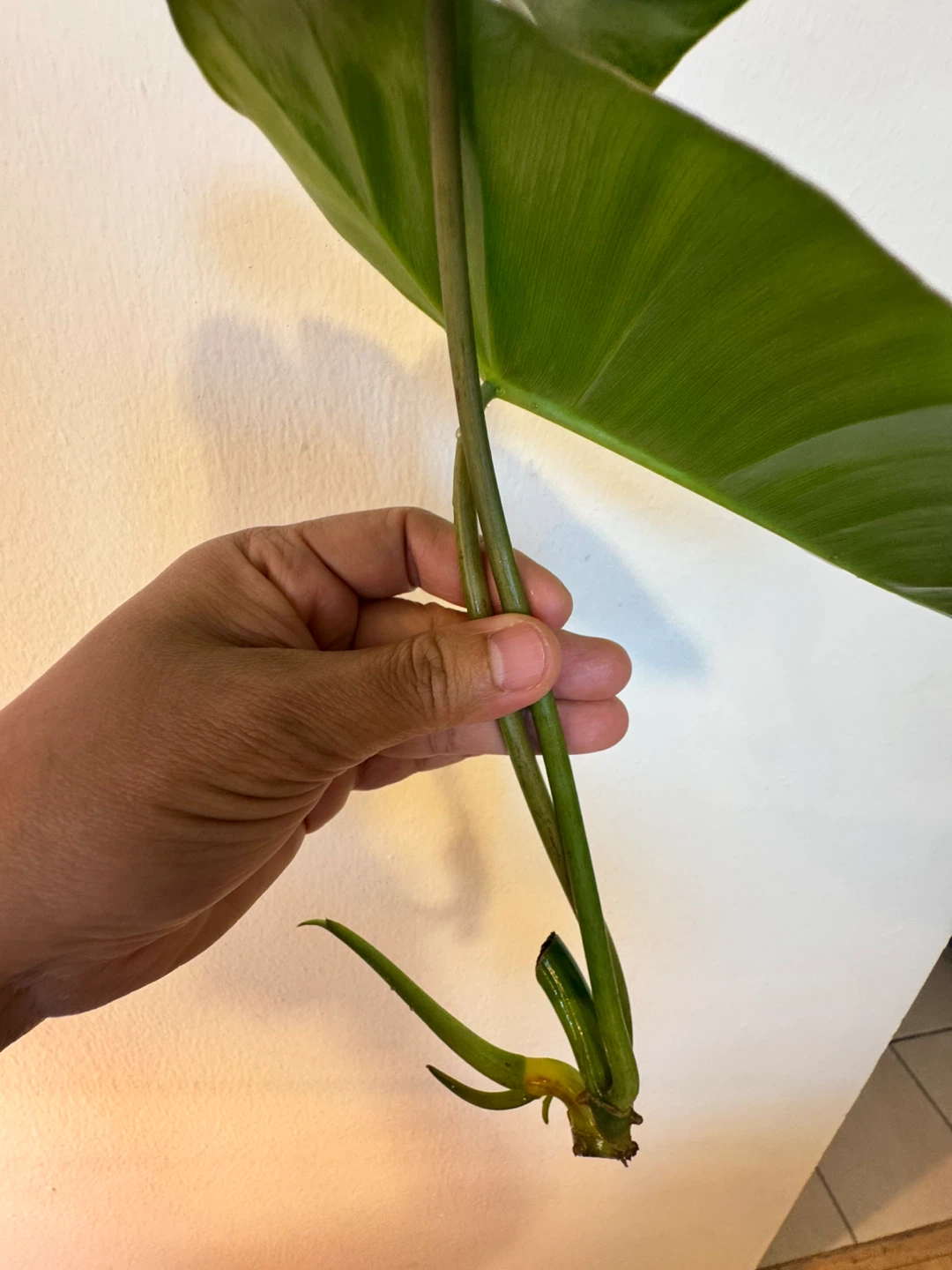 Philodendron Burle Marx cuttings. - photo 2