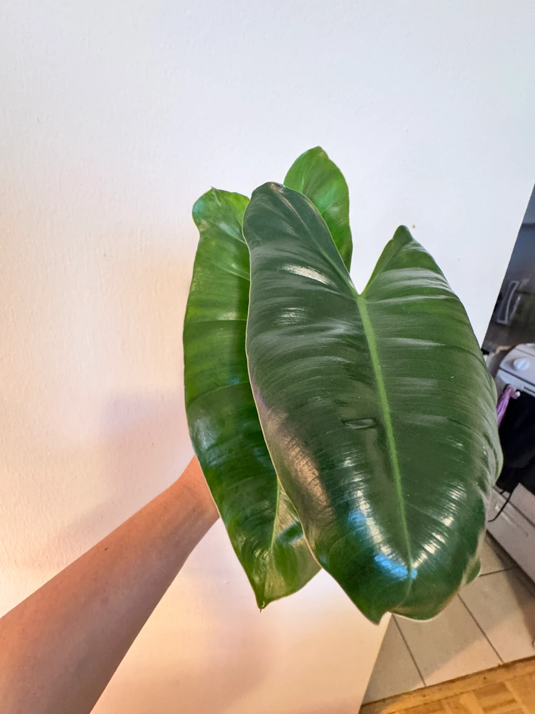 Philodendron Burle Marx cuttings.
