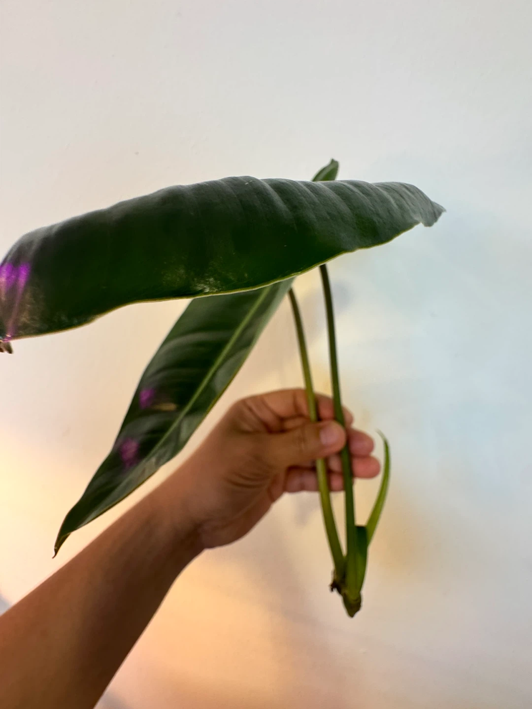 Philodendron Burle Marx cuttings. - photo 3