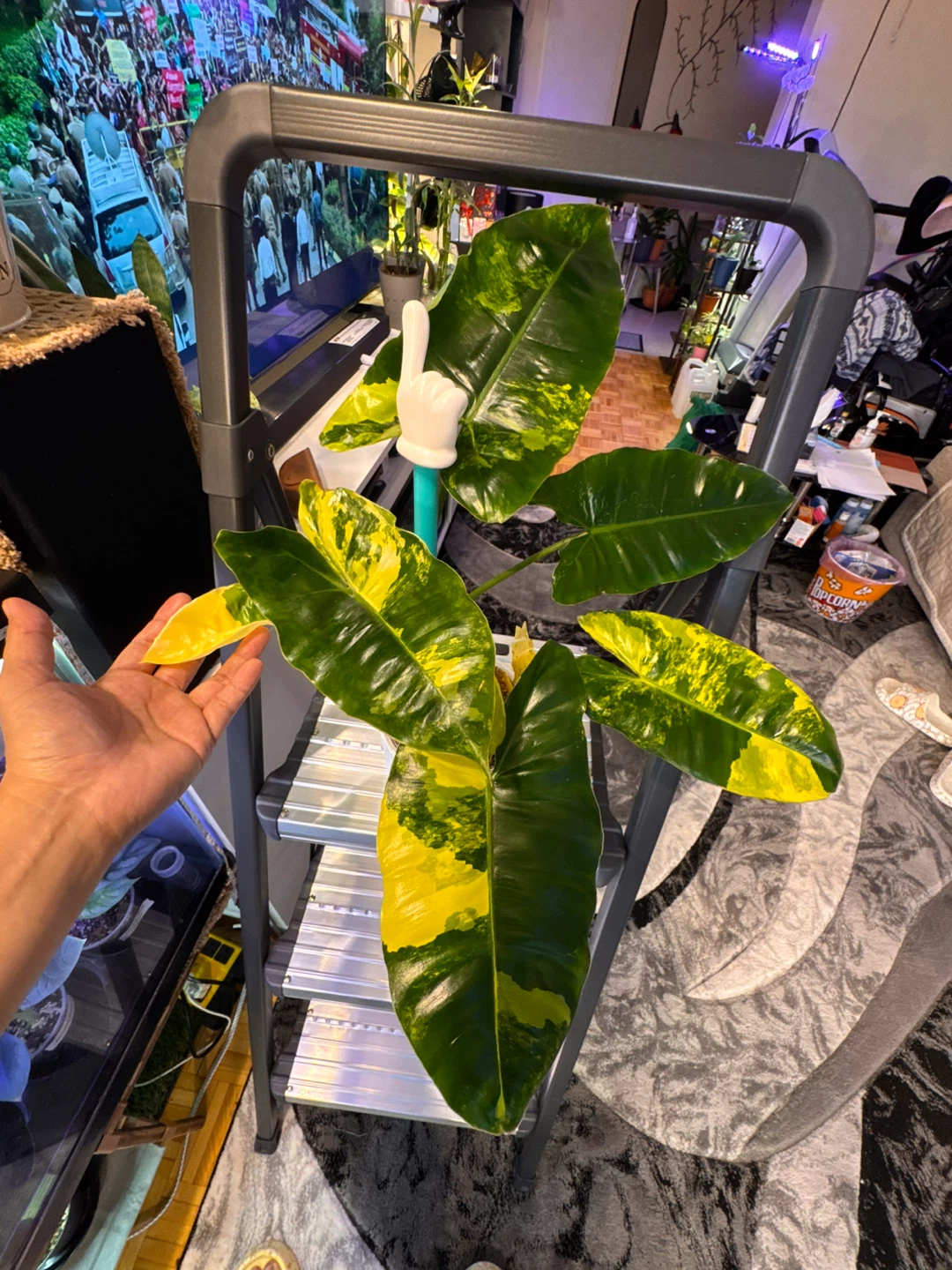 Philodendron Burle Marx cuttings. - photo 4