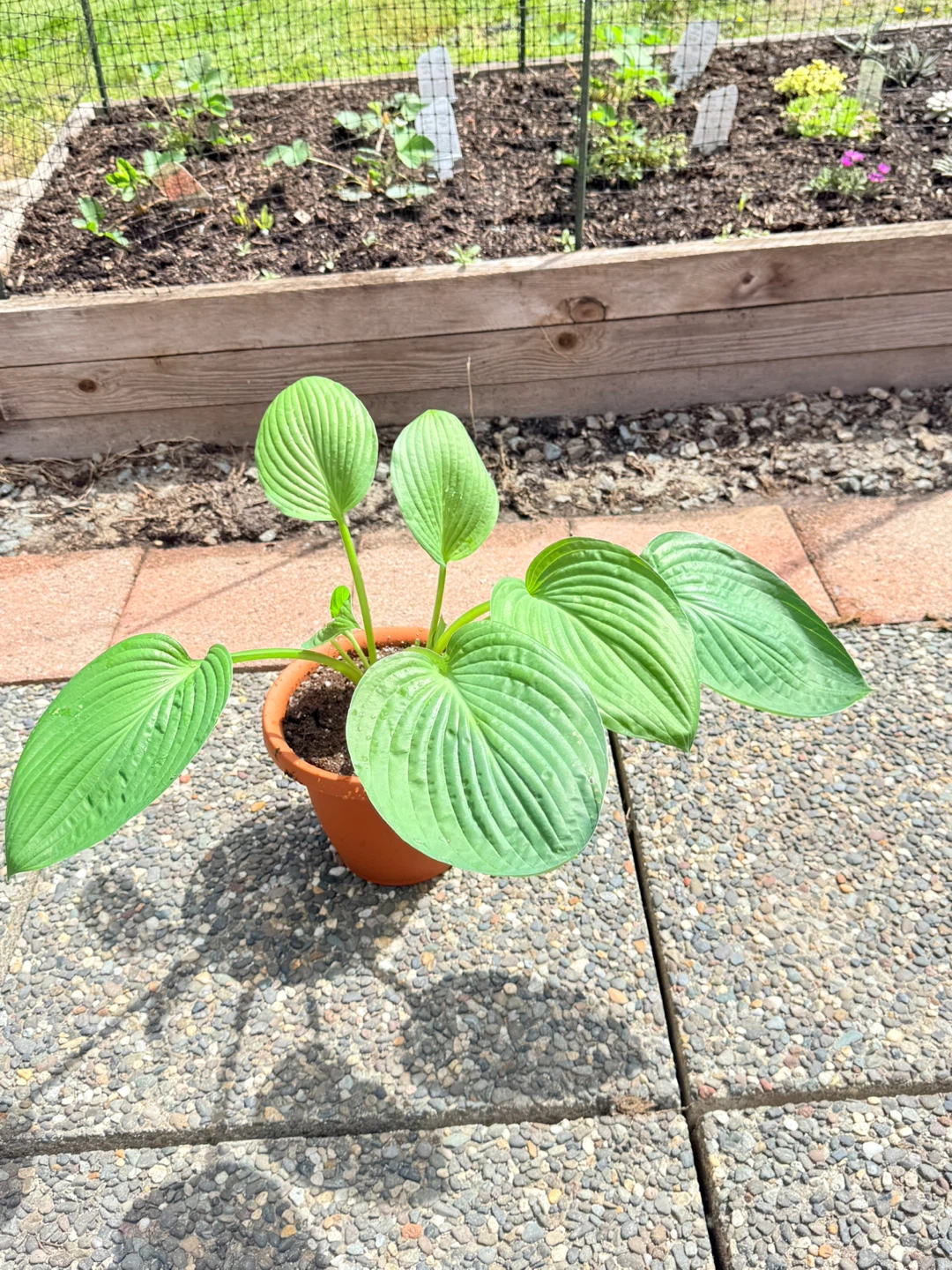 Hosta Plant in Pot