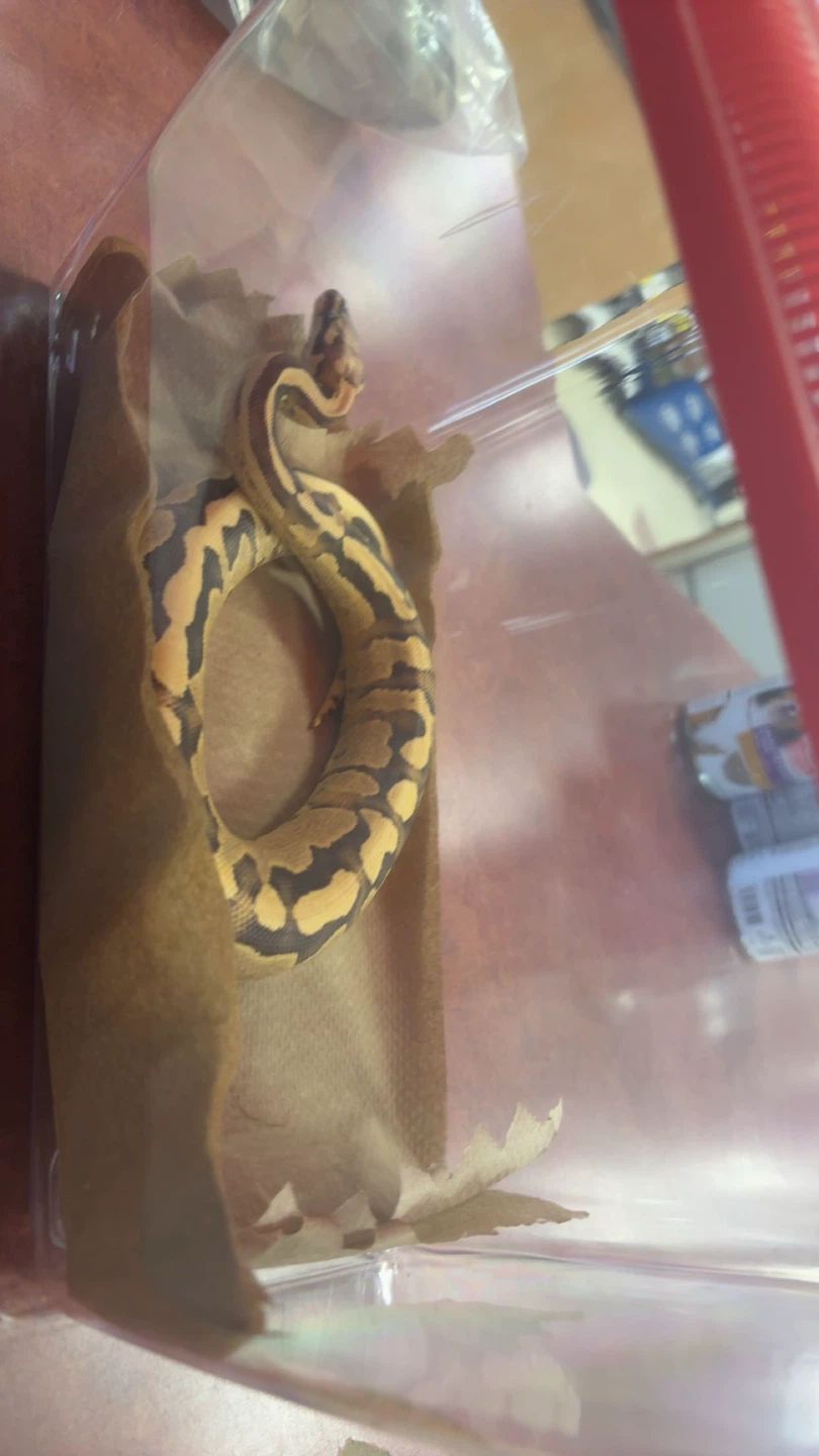 BALL PYTHON VANILLA CREAM - photo 4