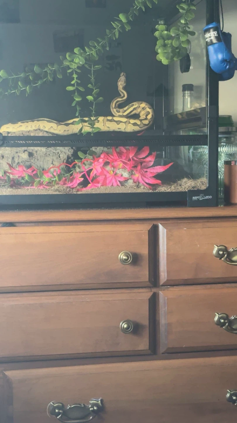 BALL PYTHON VANILLA CREAM