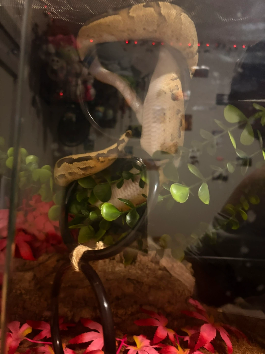 BALL PYTHON VANILLA CREAM - photo 2