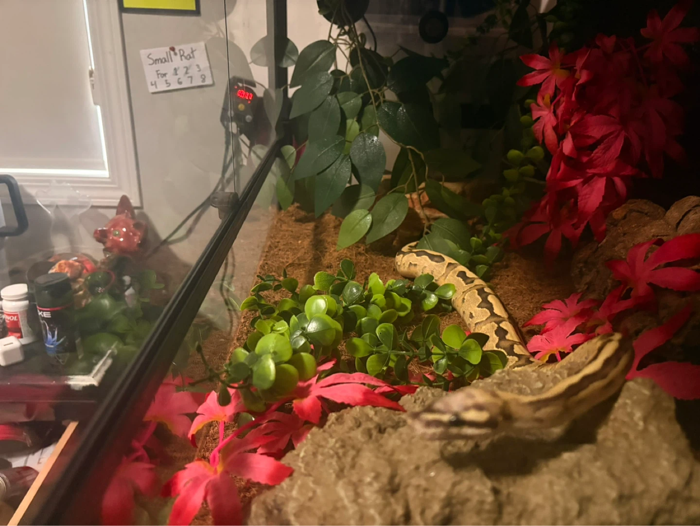 BALL PYTHON VANILLA CREAM - photo 3
