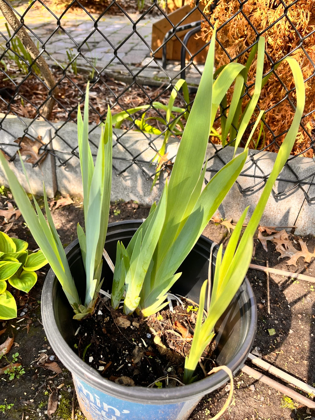 Potted Iris Plants - purple or yellow