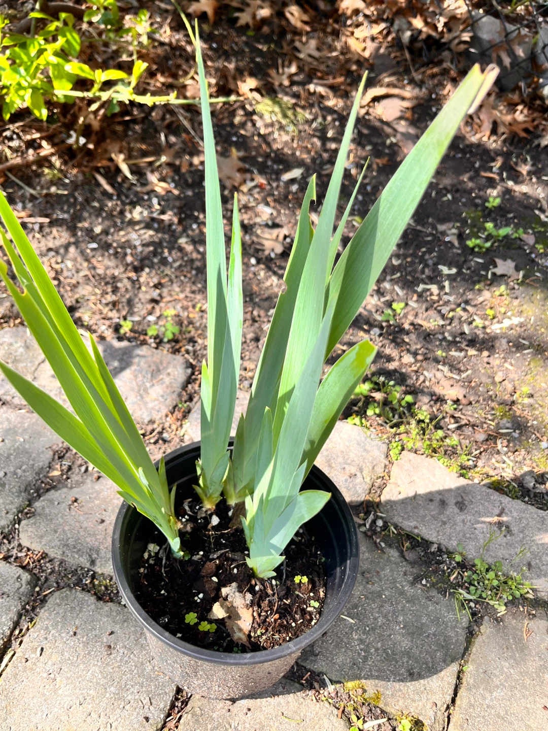 Iris Plants -(purple or Yellow) potted in medium pot