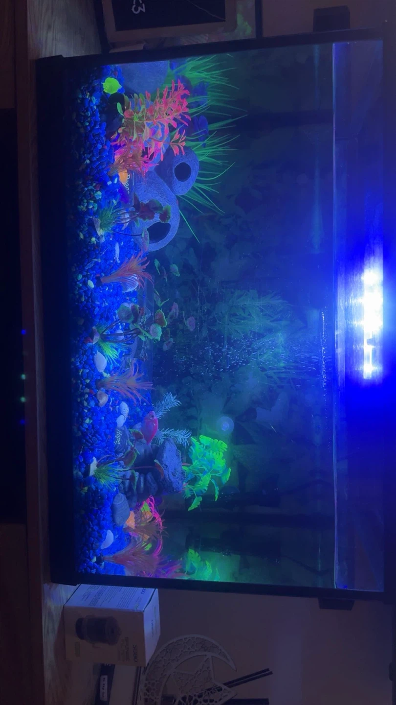 Aqueon Aquarium including fish - photo 3
