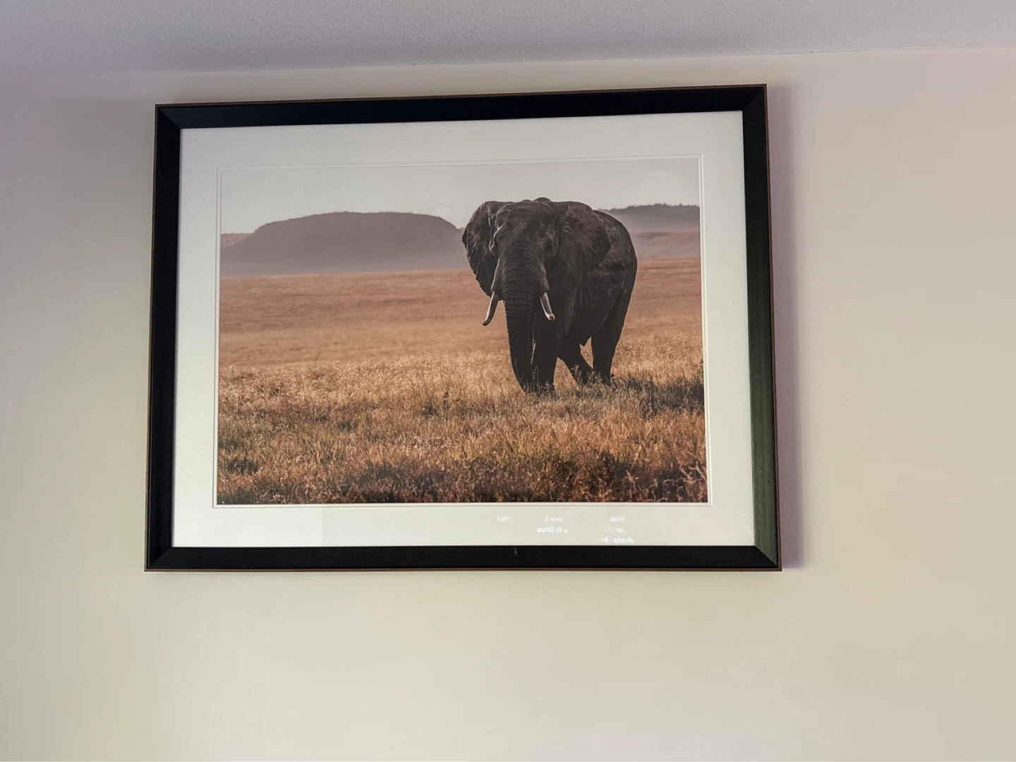 Framed Elephant Print