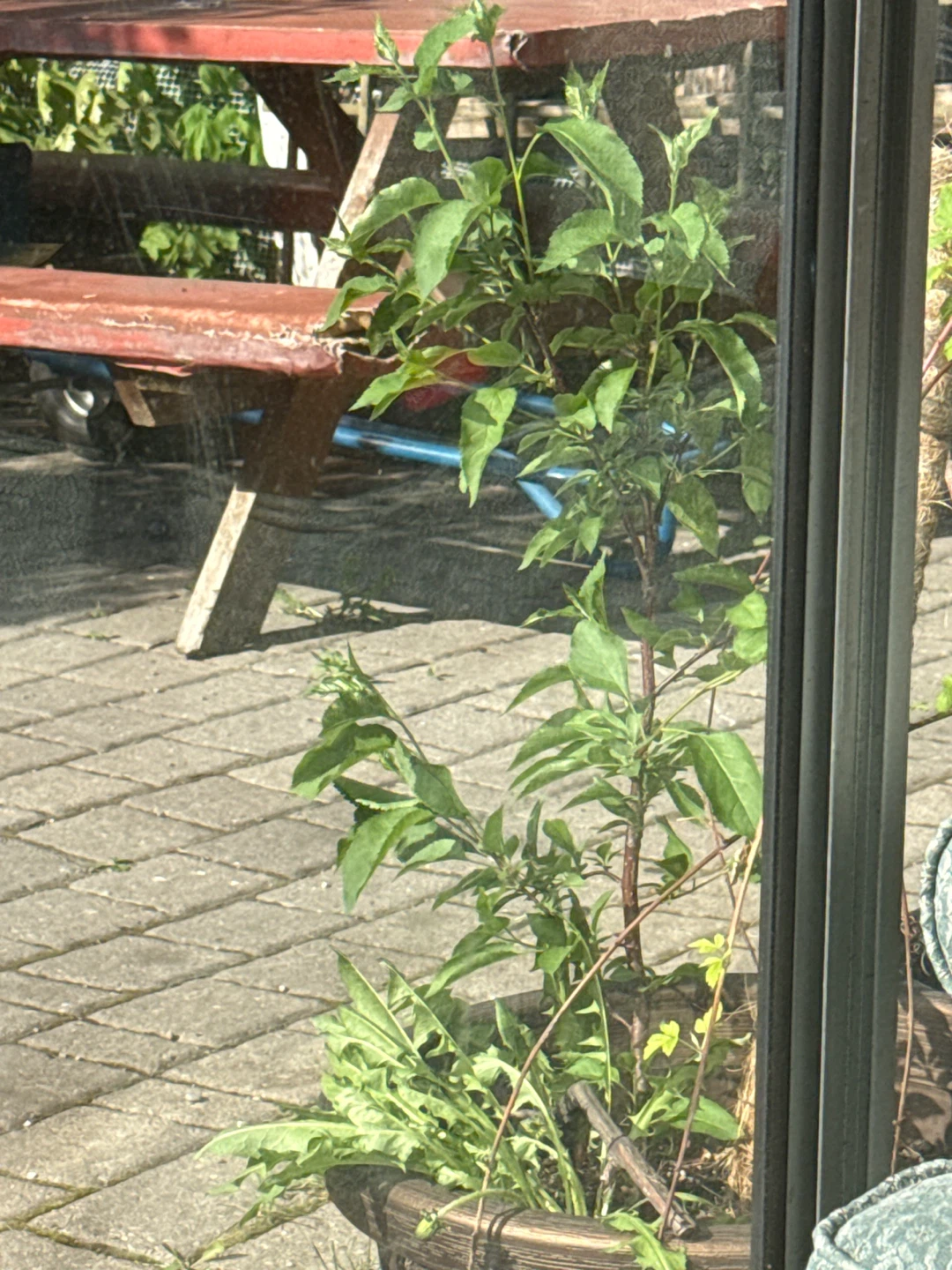 Raspberry plant