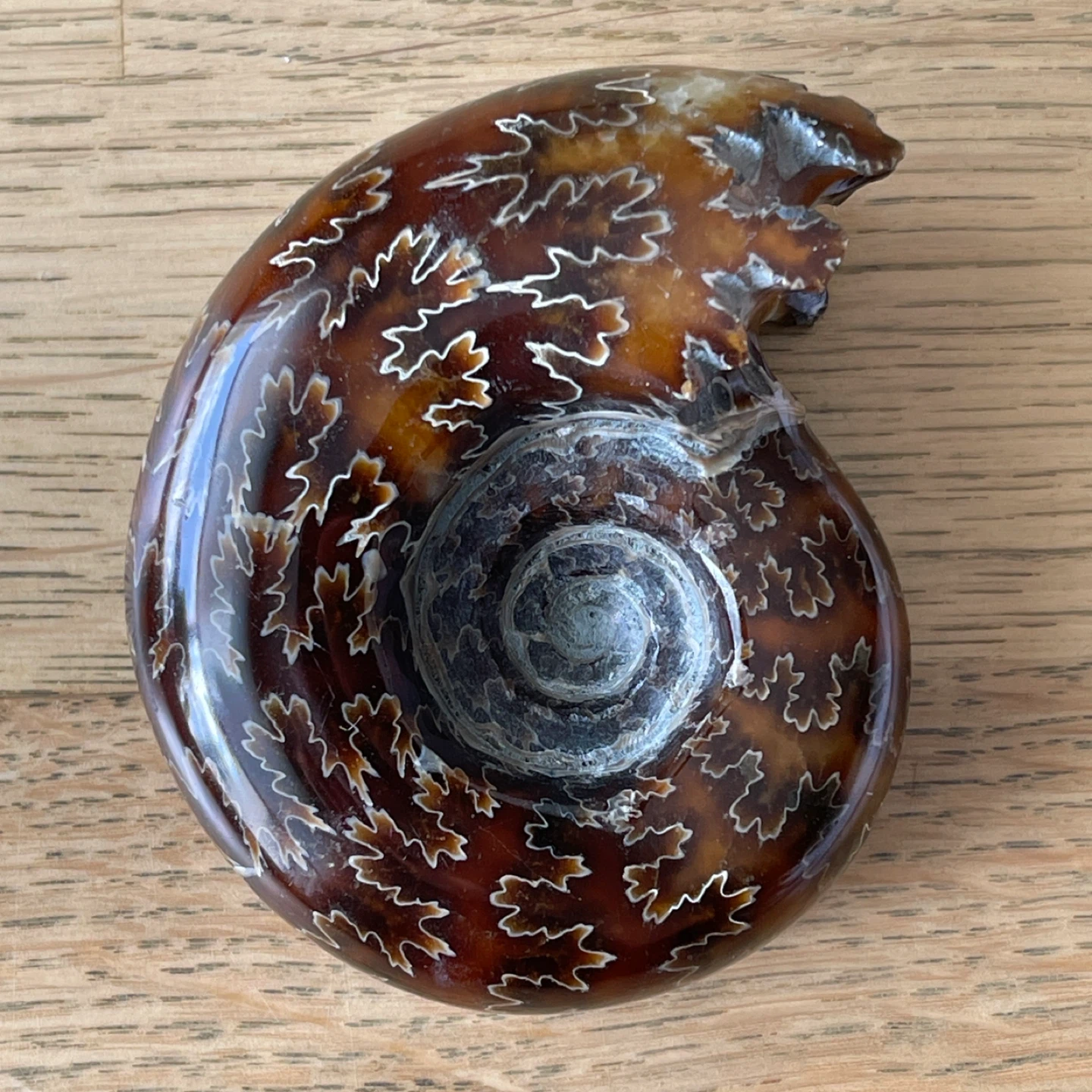 Genuine Cleoniceras Ammonite Fossil from Madagascar  (74mm) - photo 5