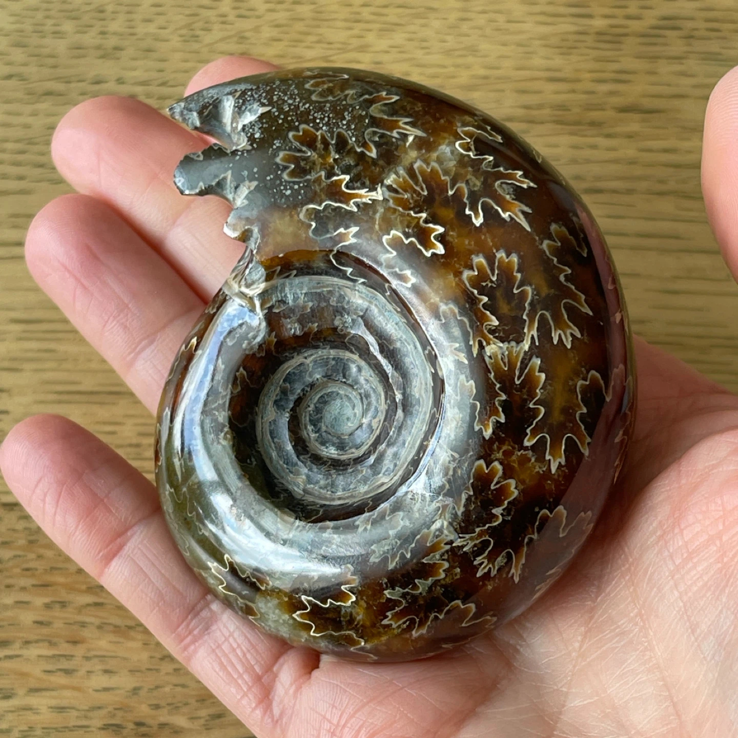 Genuine Cleoniceras Ammonite Fossil from Madagascar  (74mm) - photo 2