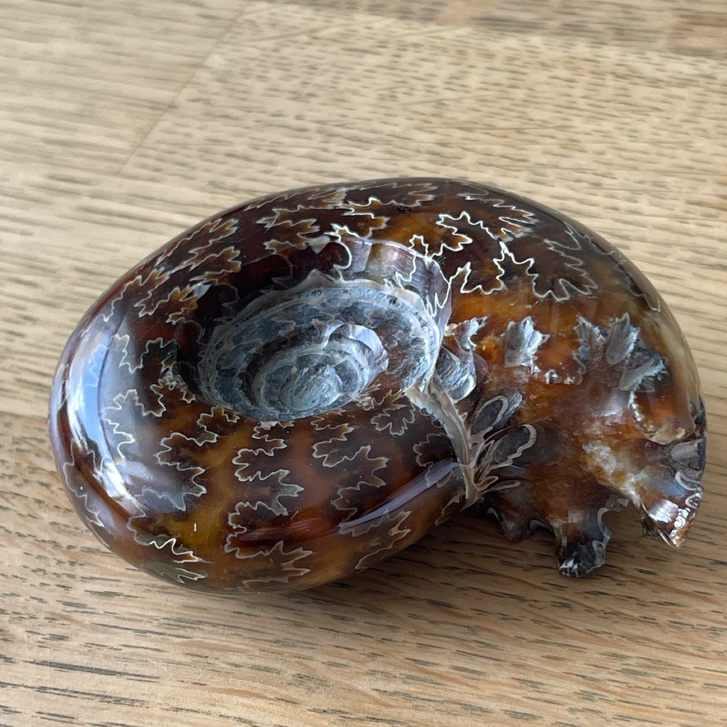 Genuine Cleoniceras Ammonite Fossil from Madagascar  (74mm) - photo 3