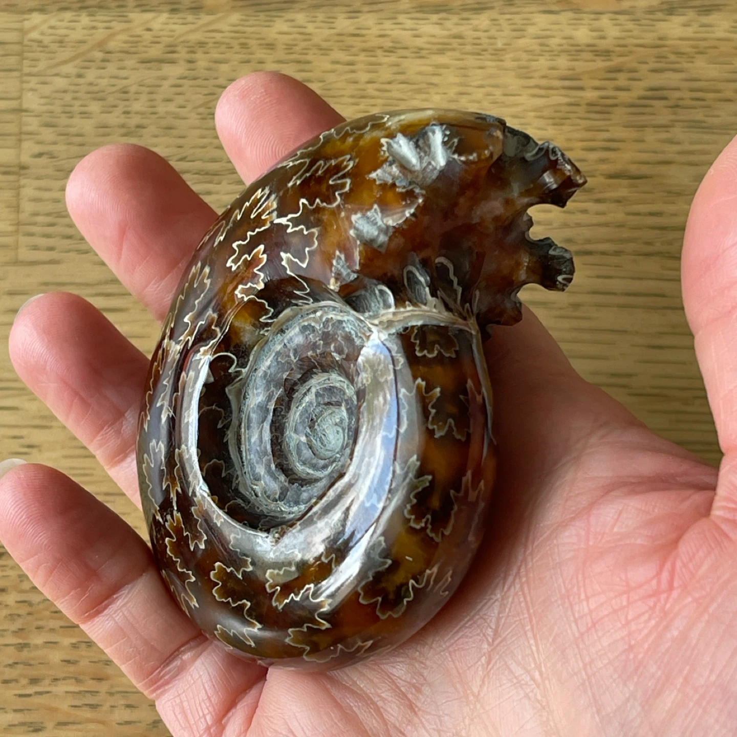 Genuine Cleoniceras Ammonite Fossil from Madagascar  (74mm) - photo 4