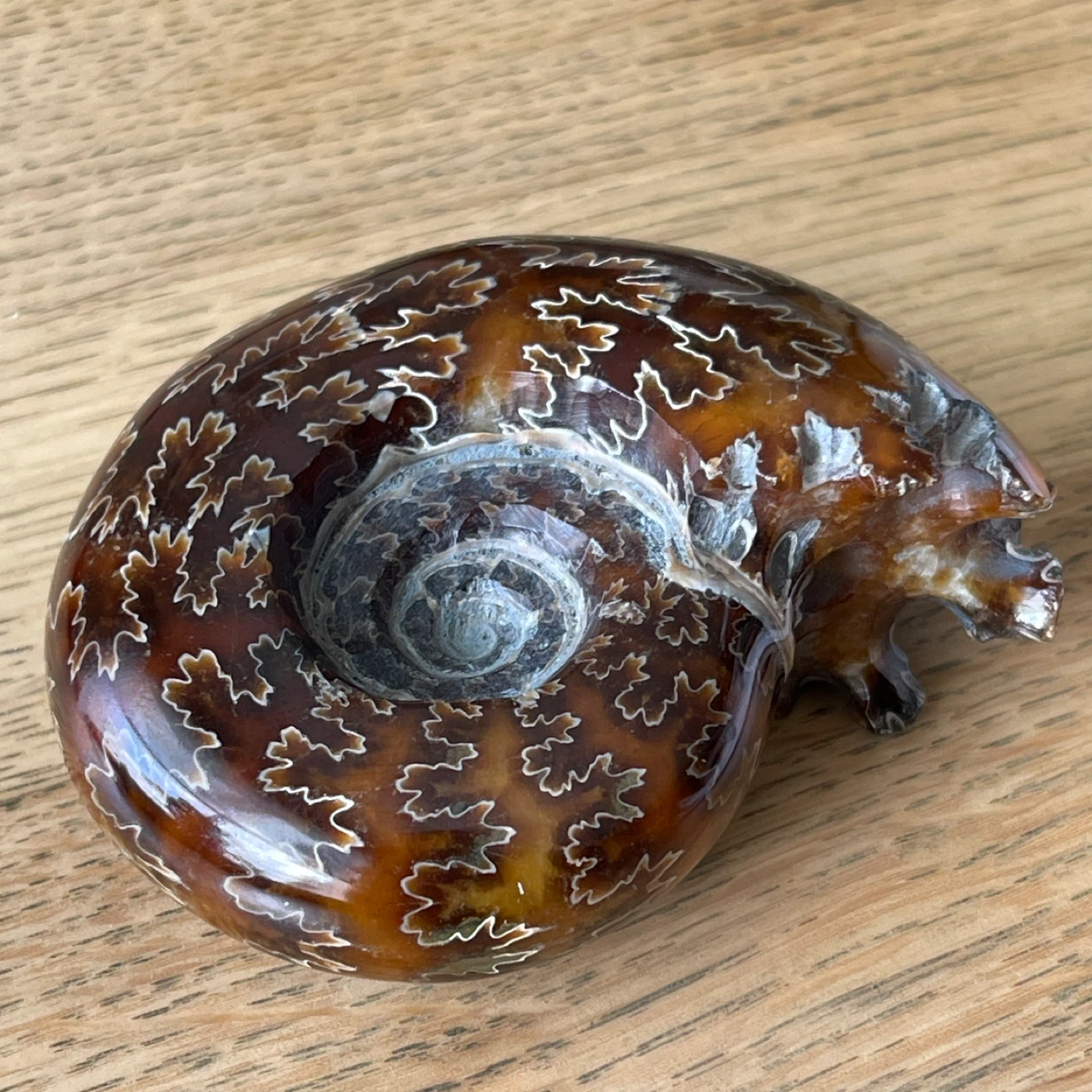 Genuine Cleoniceras Ammonite Fossil from Madagascar  (74mm)