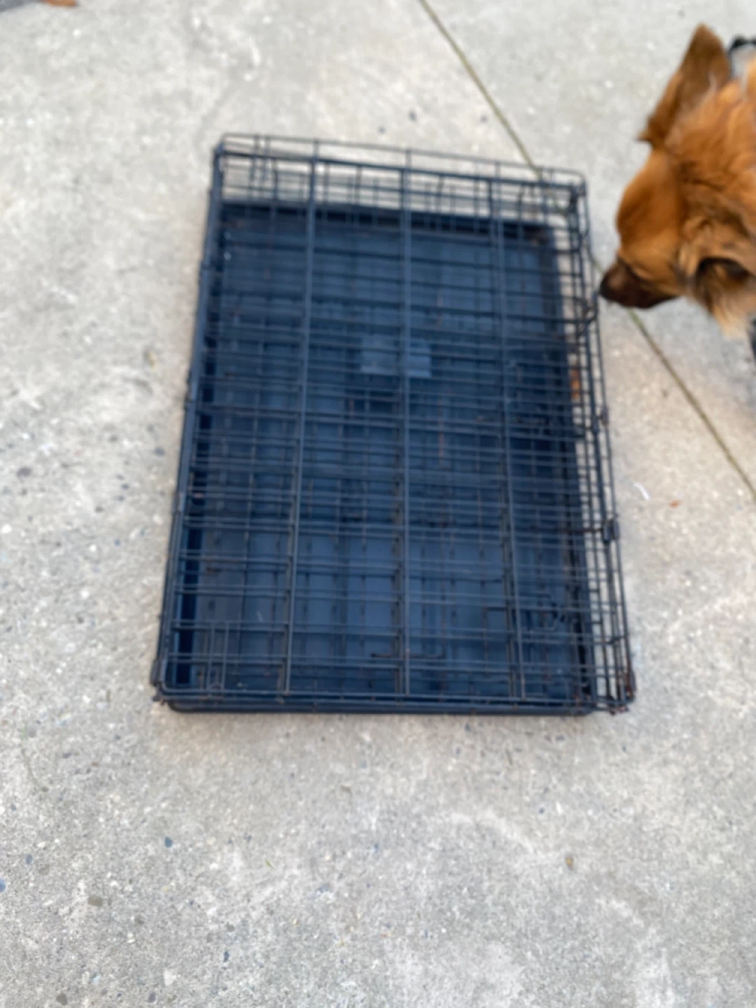 Foldable Dog Metal Crate with Tray - photo 4