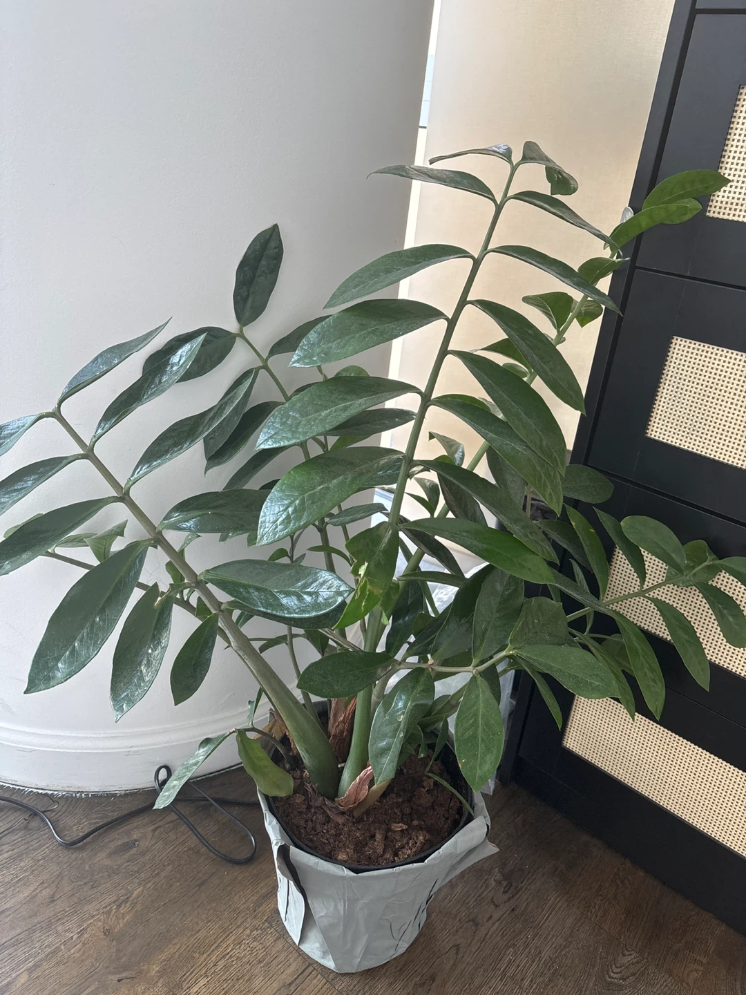 Very healthy zz plant
