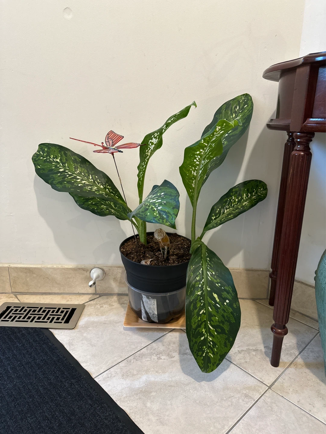 Dieffenbachia Dumb Cane Plant