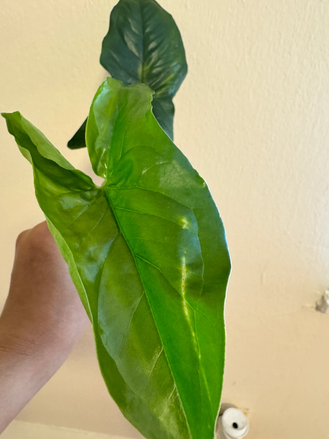 Syngonium Green