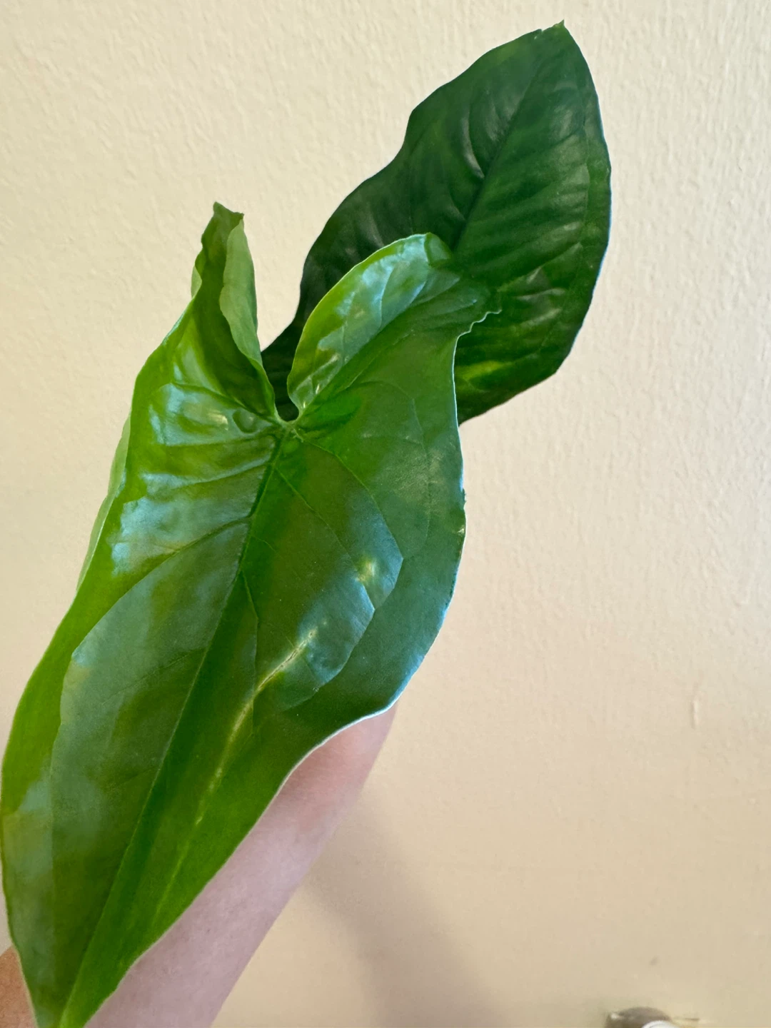 Syngonium Green - photo 2